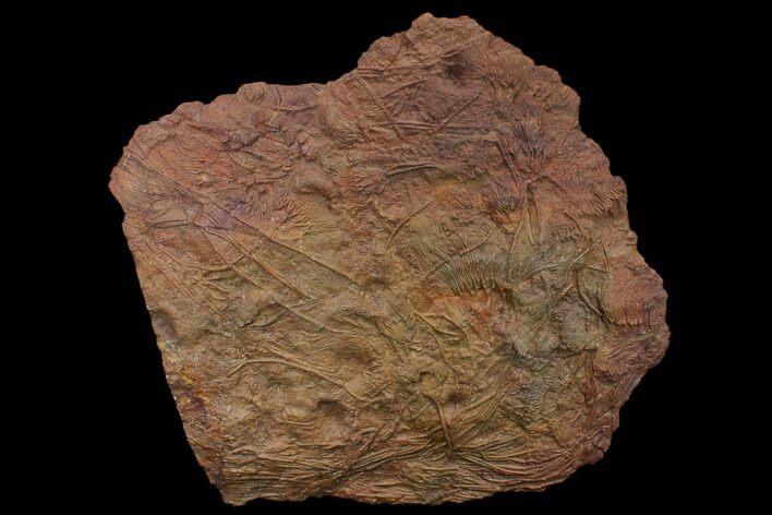 Silurian Fossil Crinoid (Scyphocrinites) Plate - Morocco #148556